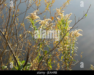Solidago canadensis, auch bekannt als Canada goldenrod, ist eine blühende Pflanze aus Nordamerika. Sie blüht im Spätsommer und Herbst und zeigt hellgelbe Blüten. Die Art ist bekannt für ihre Verwendung in der traditionellen Medizin und ihre Rolle in lokalen Ökosystemen. Stockfoto
