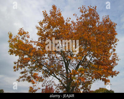 Quercus rubra oder Northern Red Oak ist ein großer Laubbaum aus Nordamerika. Er ist bekannt für seinen hohen, geraden Stamm, gelappte Blätter und Eicheln, was ihn zu einer wertvollen Spezies sowohl in natürlichen Wäldern als auch in städtischen Landschaften macht. Stockfoto