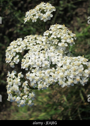Achillea millefolium, allgemein bekannt als Schafgarbe, ist eine krautige Pflanze, die für ihre weißen oder rosa Blüten und ihre medizinischen Eigenschaften bekannt ist. Es wird in der pflanzlichen Medizin wegen seiner entzündungshemmenden und heilenden Eigenschaften weit verbreitet verwendet. Stockfoto