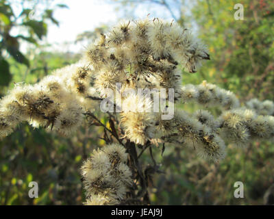 Solidago canadensis, allgemein bekannt als Canada goldenrod, ist eine mehrjährige blühende Pflanze aus der Familie der Asteraceae. Sie ist in Nordamerika beheimatet und für ihre hellgelben Blüten bekannt. Sie kommt häufig in Prärien, Straßenrändern und Feldern vor. Stockfoto