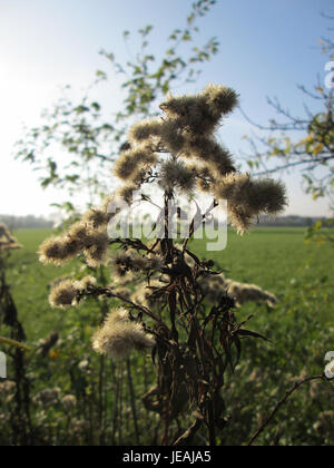 Solidago canadensis, auch bekannt als Canada goldenrod, ist eine mehrjährige Pflanzenart, die in Nordamerika beheimatet ist. Sie produziert im Spätsommer und Herbst hellgelbe Blüten und zieht Bestäuber wie Bienen und Schmetterlinge an. Stockfoto