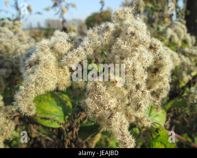 Dieses Bild zeigt Solidago canadensis, auch bekannt als Canada goldenrod, eine blühende Pflanze, die in Nordamerika beheimatet ist und für ihre hellgelben Blüten bekannt ist. Stockfoto
