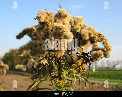 Eine Fotografie, die *Solidago canadensis*, allgemein bekannt als Canada goldenrod, eine blühende Pflanze aus Nordamerika, bekannt für ihre leuchtend gelben Blüten, die häufig auf Feldern und Wiesen zu finden sind. Stockfoto
