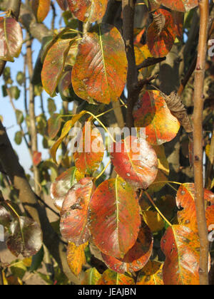 Prunus cerasifera, auch bekannt als Kirschpflaume, ist ein Laubstrauch oder kleiner Baum aus Eurasien. Sie wird wegen ihrer auffälligen Blüten und der frühen Blüte oft für dekorative Zwecke verwendet. Stockfoto