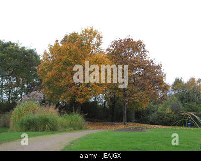 Acer platanoides, allgemein bekannt als Norwegischer Ahorn, wurde am 3. November 2014 beobachtet und zeigte seine charakteristischen Blätter und seine Rolle in der städtischen Landschaftsgestaltung und Forstwirtschaft. Stockfoto