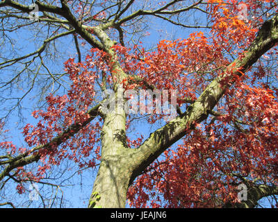 Quercus coccinea, allgemein bekannt als Scharlach-Eiche, ist ein in Nordamerika heimischer Laubbaum, der für sein leuchtendes rotes Laub im Herbst und seine ökologische Bedeutung in Waldökosystemen bekannt ist. Stockfoto