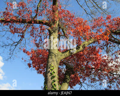 Quercus coccinea, allgemein bekannt als Scharlach-Eiche, ist eine in Nordamerika heimische Eichenart. Er ist bekannt für sein markantes rotes Herbstlaub und seine Bedeutung in verschiedenen Ökosystemen als Laubbaum. Stockfoto