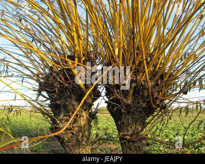 Salix alba, auch bekannt als Weide, ist ein Laubbaum, der in Europa und Asien beheimatet ist. Er lebt in Feuchtgebieten und ist bekannt für seine langen, schmalen Blätter und die charakteristische weiße Rinde. Der Baum wird häufig in der Landschaftsgestaltung verwendet und findet in traditionellen Praktiken medizinische Anwendung. Stockfoto