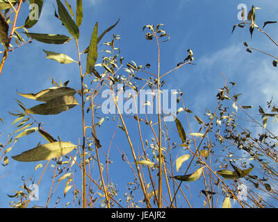 Salix alba, auch bekannt als weiße Weide, ist eine in Europa und Asien heimische Baumart. Bekannt für seine Flexibilität und sein schnelles Wachstum, ist er oft in der Nähe von Wasserquellen zu finden. Rinde und Blätter des Baumes werden in der Kräutermedizin verwendet. Stockfoto