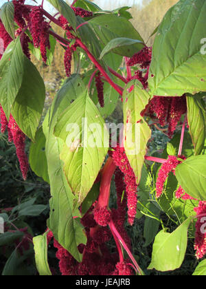 Amaranthus caudatus, auch bekannt als Love-Lies-Bleeding, ist eine blühende Pflanze, die für ihre langen, hängenden Häufchen roter Blüten bekannt ist. Sie wird häufig zu Zierzwecken angebaut. Stockfoto