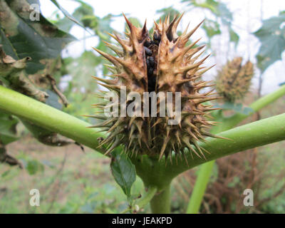Dieses Bild zeigt Datura stramonium, allgemein bekannt als Jimsonweed oder Teufelstrompete. Es ist eine giftige Pflanze, die in verschiedenen Teilen der Welt vorkommt und an ihren charakteristischen, großen, trompetenförmigen Blüten erkannt wird. Die Pflanze ist bekannt für ihre möglichen medizinischen Eigenschaften, obwohl sie aufgrund ihrer giftigen Alkaloide gefährlich sein kann. Stockfoto
