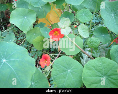 Tropaeolum majus, auch bekannt als Kapuzinerkresse, ist eine blühende Pflanze aus Südamerika. Bekannt für seine leuchtenden orangen, roten oder gelben Blüten, wird es oft in Gärten zu Zierzwecken angebaut und wird wegen seines pfeffrigen Geschmacks auch in kulinarischen Gerichten verwendet. Stockfoto