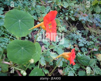 Tropaeolum majus, auch bekannt als Kapuzinerkresse, ist eine in Südamerika heimische Zierblüte. Sie ist bekannt für ihre hellen, lebendigen Blüten und essbaren Blätter und Blüten, die oft in Salaten und als dekorative Pflanze verwendet werden. Stockfoto