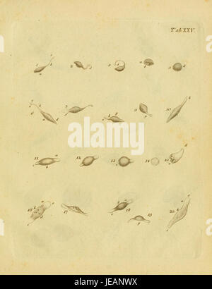 Diese Illustration mit dem Titel „Animalcula Infusoria Fluvia Tilia et Marina“ (Platte XXV) zeigt verschiedene mikroskopisch kleine Wasserorganismen, die in Süßwasser- und Meeresumgebungen vorkommen, als Teil einer Studie über Infusorien. Stockfoto