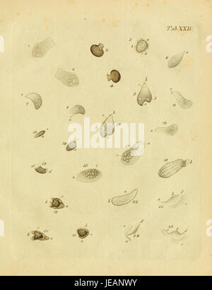 „Animalcula infusoria fluvia tilia et Marina“ ist eine historische Illustration aus einer wissenschaftlichen Arbeit, die mikroskopische Lebensformen in Süßwasser- und Meeresumgebungen darstellt. Diese Platte konzentriert sich auf Infusorien, kleine Wasserorganismen. Stockfoto