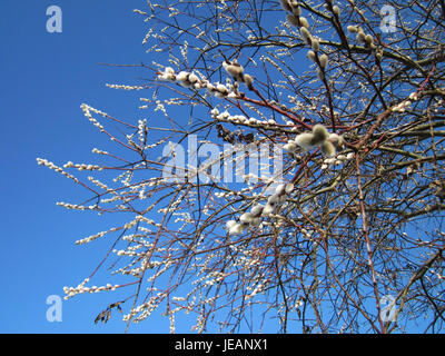 Salweide, eine gemeinsame Feuchtpflanze, die am Rhein wächst. Diese Pflanze ist bekannt für ihre Rolle bei der Stabilisierung von Flussufern und ihre ökologische Bedeutung in Feuchtgebieten Ökosysteme. Stockfoto