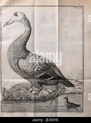 Diese Illustration stammt von „die natürliche Historie des Eider-Vogels“, einem Werk, das sich mit der Naturgeschichte der Eiderente befasst. Das Bild zeigt eine spezielle Platte (Tab. II), auf der der Vogel im Detail dargestellt ist. Stockfoto