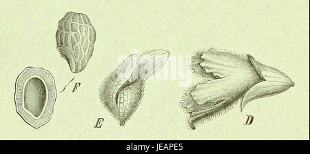 Dieses Bild stellt eine Seite aus der Reihe „Dienatrlichen“ dar, die ein wissenschaftliches Konzept im Zusammenhang mit natürlichen Prozessen oder Phänomenen veranschaulicht, wobei der Schwerpunkt auf visueller Darstellung und pädagogischen Inhalten liegt. Stockfoto