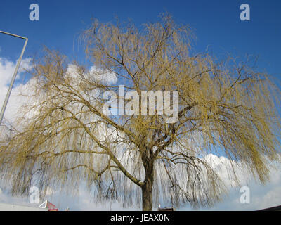 Trauerweide, auch Trauerweide genannt, ist ein Baum, der für seine kaskadierenden Äste und seine charakteristische Form bekannt ist und häufig in der Nähe von Wasser gepflanzt wird. Stockfoto