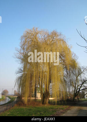 Die Trauerweide (Trauerweide), die am 27. März 2013 in Wersau beobachtet wurde, ist ein Baum, der für seine langen, herabhängenden Äste und seine Vorliebe für feuchte Tieflandgebiete bekannt ist. Er wird oft in der Nähe von Gewässern gefunden und wird für sein anmutiges Aussehen bewundert. Stockfoto