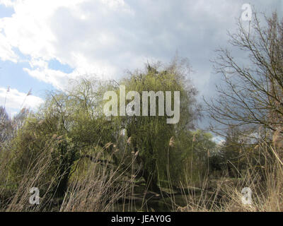 Dieses Bild zeigt eine Trauerweide in Hockenheim. Die Trauerweide ist bekannt für ihre herabhängenden Äste und ihr üppiges Laub und ist ein beliebter Zierbaum in Parks und Gärten. Stockfoto