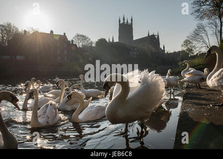Worcester, Worcestershire, UK. 9. April 2017. Schwäne sammeln am Ufer des Flusses Severn als am Morgen, die Sonne über Worcester Kathedrale erhebt. Stockfoto