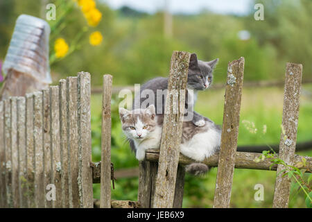 Rustikale wilde Kätzchen auf dem Zaun sitzen Stockfoto
