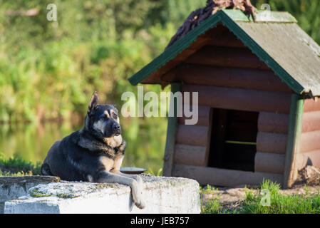 Trauriger Hund gebunden mit einer Kette um seinen Stand ruhen Stockfoto