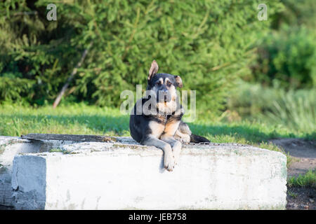 Trauriger Hund gebunden mit einer Kette um seinen Stand ruhen Stockfoto