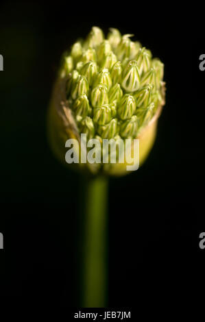 Agapanthus Knospe Eröffnung Stockfoto