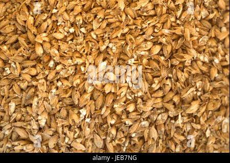 Gerste. Zutat für Bier Stockfoto