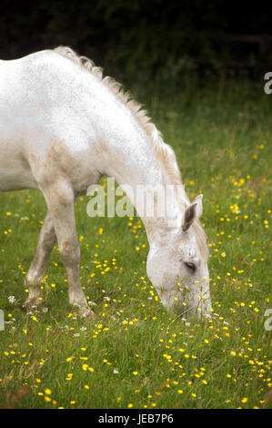 Weißes Pferd grasen im Bereich der Butterblumen Stockfoto