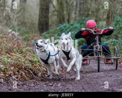 Siberian Husky-Racing Stockfoto