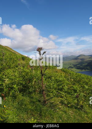 Distel und Bracken auf der Seite der Darling fiel, Loweswater, Cumbria Stockfoto