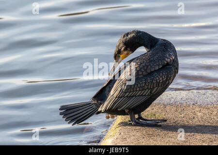 Kormoran im Hafen von Scarborough Stockfoto