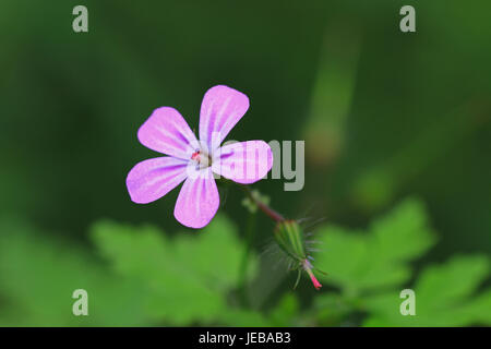 Einzelne, rosa Blume von Herb Robert, Geranium robertianum Stockfoto