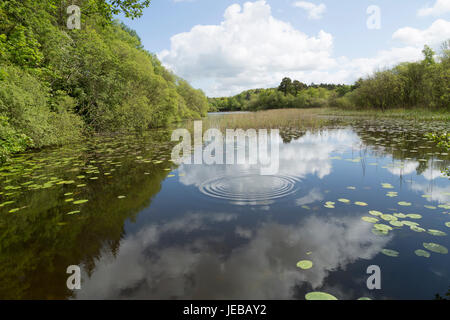 Eine Welle im See von Lilly Pads und grün Stockfoto