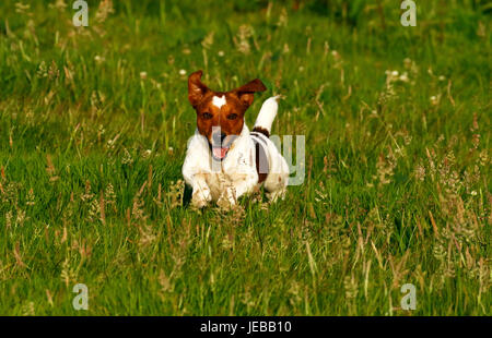 Jack Russell Terrier Racing Spaß in die Butterblumen Stockfoto