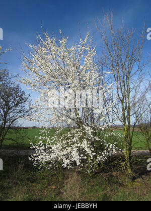 Prunus cerasifera, auch bekannt als Kirschpflaume, ist ein kleiner Baum, der in Europa und Asien beheimatet ist. Bekannt für seine weißen oder rosafarbenen Blüten im frühen Frühjahr, wird er oft zu Zierzwecken angebaut. Stockfoto