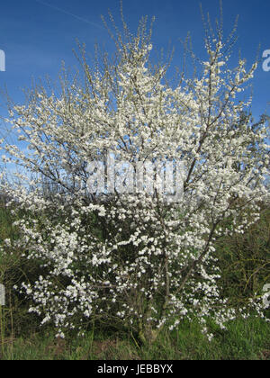Eine Fotografie von Prunus cerasifera, auch bekannt als Kirschpflaume, aufgenommen in Reilingen, zeigt die frühen Frühlingsblüten. Stockfoto