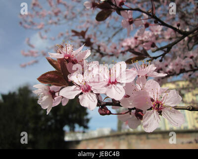 Prunus cerasifera, auch bekannt als Kirschpflaume, ist ein kleiner Baum aus Asien und Europa. Sie zeichnet sich durch ihre weißen oder rosafarbenen Blüten im frühen Frühjahr und ihre essbaren Früchte aus, die im Sommer Reifen. Stockfoto