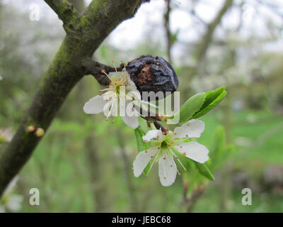 Prunus cerasifera (Kirschpflaume) ist ein kleiner Baum oder Sträucher, der in Europa und Asien beheimatet ist und für seine frühen Frühlingsblüten und das rote bis violette Laub bekannt ist. Stockfoto