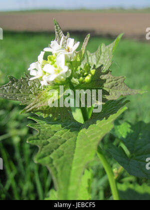 „Knoblauchsrauke“ bezieht sich auf die Pflanze Allium ursinum, auch bekannt als Wildknoblauch, die in Hockenheim, Deutschland, gefunden wird und für ihre kulinarischen Verwendungen und medizinischen Eigenschaften bekannt ist. Stockfoto