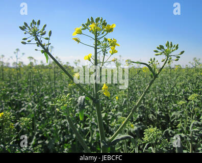 Das Bild zeigt ein lebendiges Rapsfeld (Brassica napus) in Hockenheim. Die gelben Blüten prägen die Landschaft, typisch für die Blütezeit dieser Kultur. Stockfoto