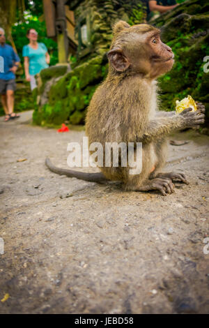 Baby Long-tailed Macaque Macaca Fascicularis in The Ubud Monkey Forest Temple Essen einen Cob Mais mit seinen Händen auf Bali Indonesien. Stockfoto