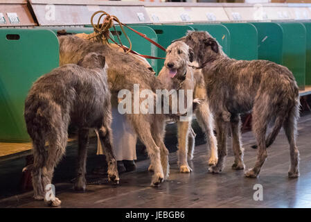 NEC, BIRMINGHAM, ENGLAND, UK. 9. MÄRZ 2017. Im Bild: Ein Teilnehmer kommt im NEC zusammen mit ihren vier Irish Wolfhounds. / Erstveranstaltung im Jahr 1891 Stockfoto