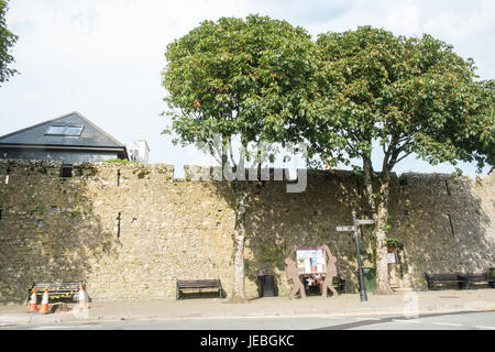 erkrankten, Bäume, geschnitten, nach unten, vom Gemeinderat, Tenby, Hafen, Tenby Harbour,coast,coastal,town,Pembrokeshire,West,Wales,U.K.,U.K,GB,Europe Stockfoto