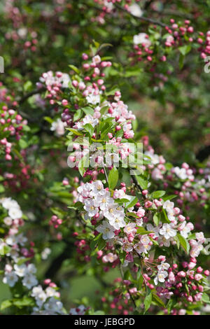 Malus 'Mary Potter'. Crab Apple Blüte im Frühjahr. Stockfoto