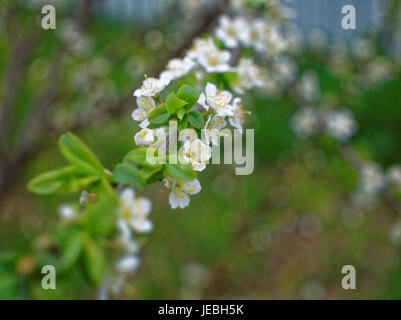 ungeöffnete Apfelblüten im Frühling, Russland, Tula oblast Stockfoto