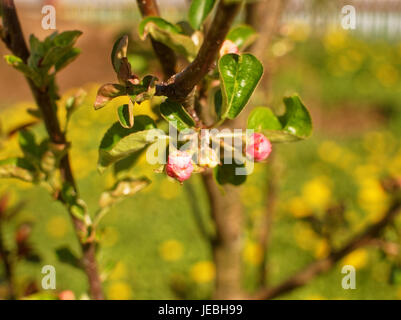 ungeöffnete Apfelblüten im Frühling, Russland, Tula oblast Stockfoto